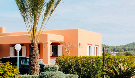 Poda y limpieza de palmeras en Ibiza